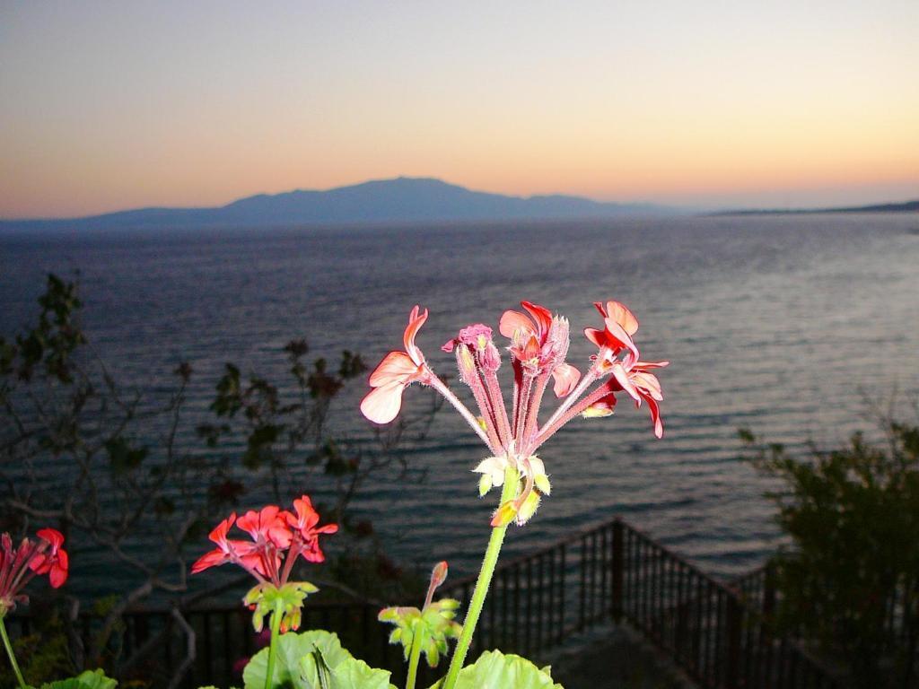 Assos Terrace Hotel Kültér fotó